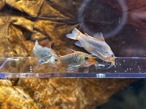 三間鼠混養|給你滿滿的鼠魚【三聯缸特輯】鼠魚混養缸開缸｜Corydoras 